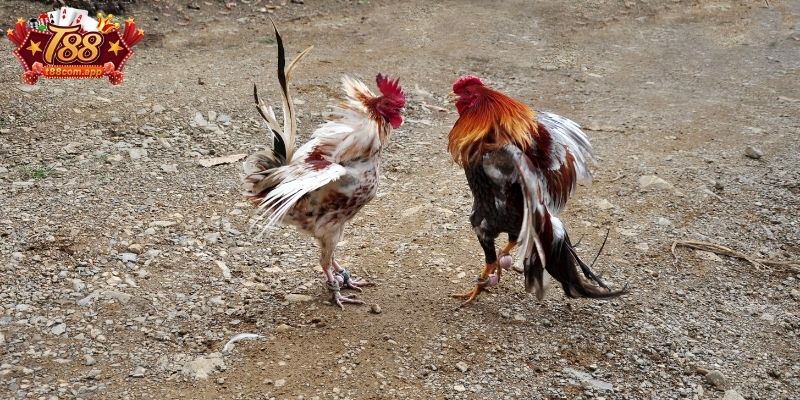 Giới thiệu về đá gà cựa dao T88