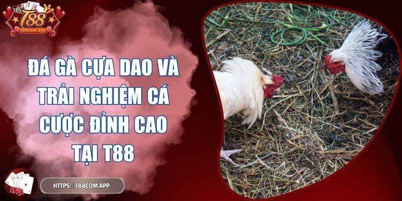 đá gà cựa dao