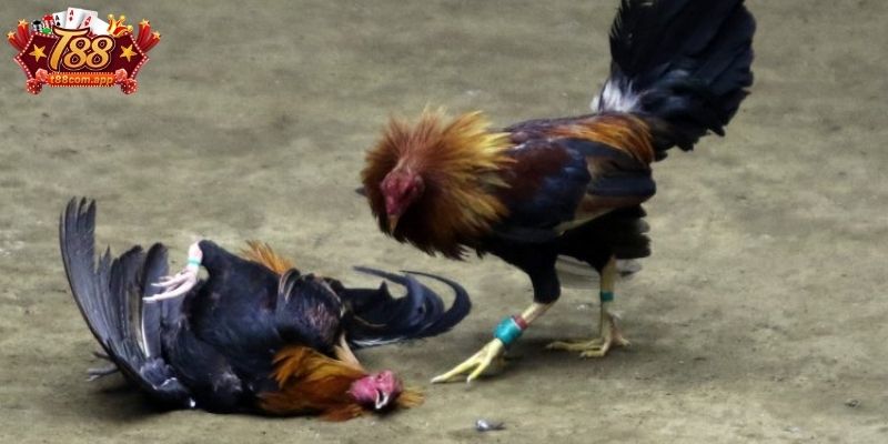 Khái quát đá gà cựa sắt T88